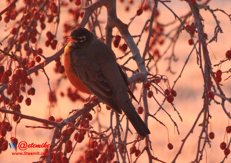 American Robin PFW11.jpg