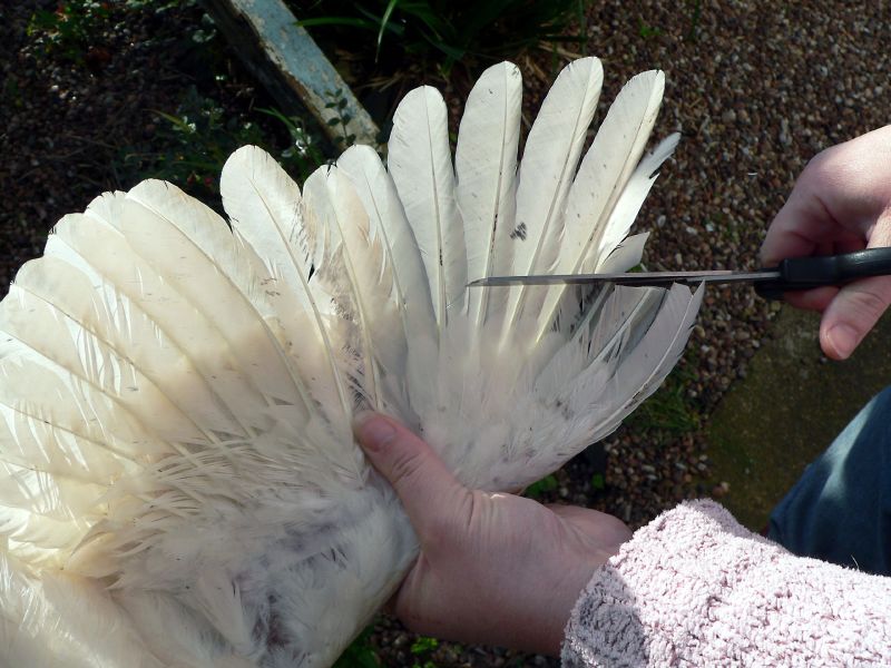 Clipping_chicken_wing.jpg