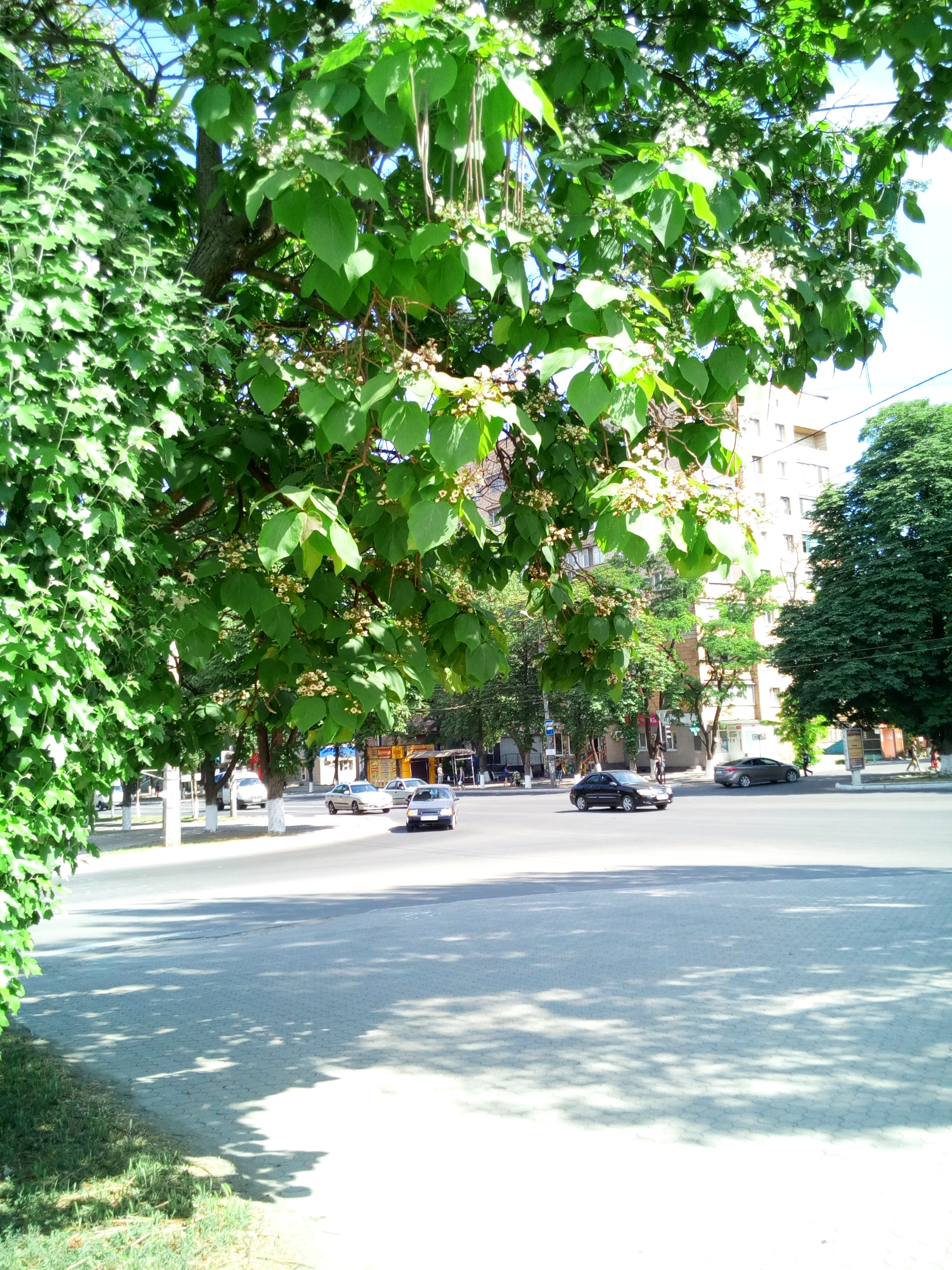 IMG_20180609_151053.jpg