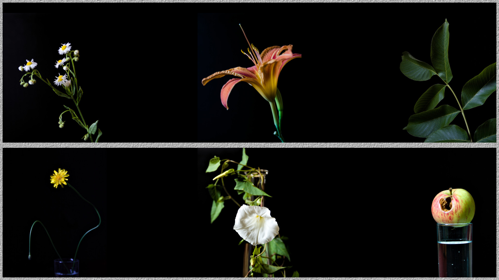 Black back collage.jpeg