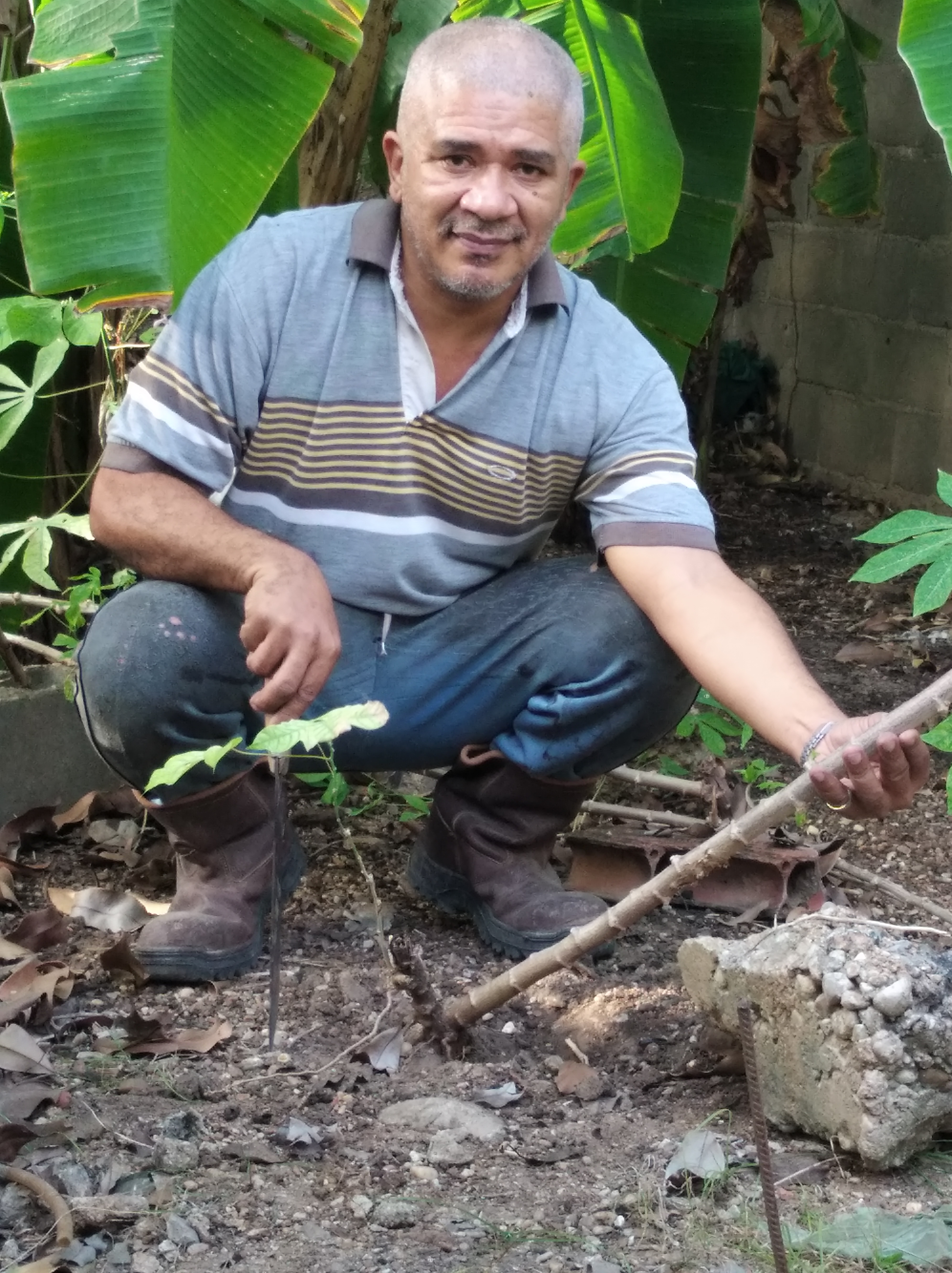 mata de yuca.jpg