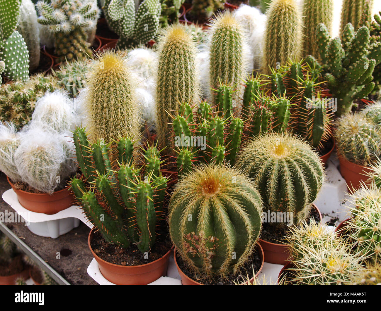 collection-of-various-potted-cacti-MA4K5T.jpg