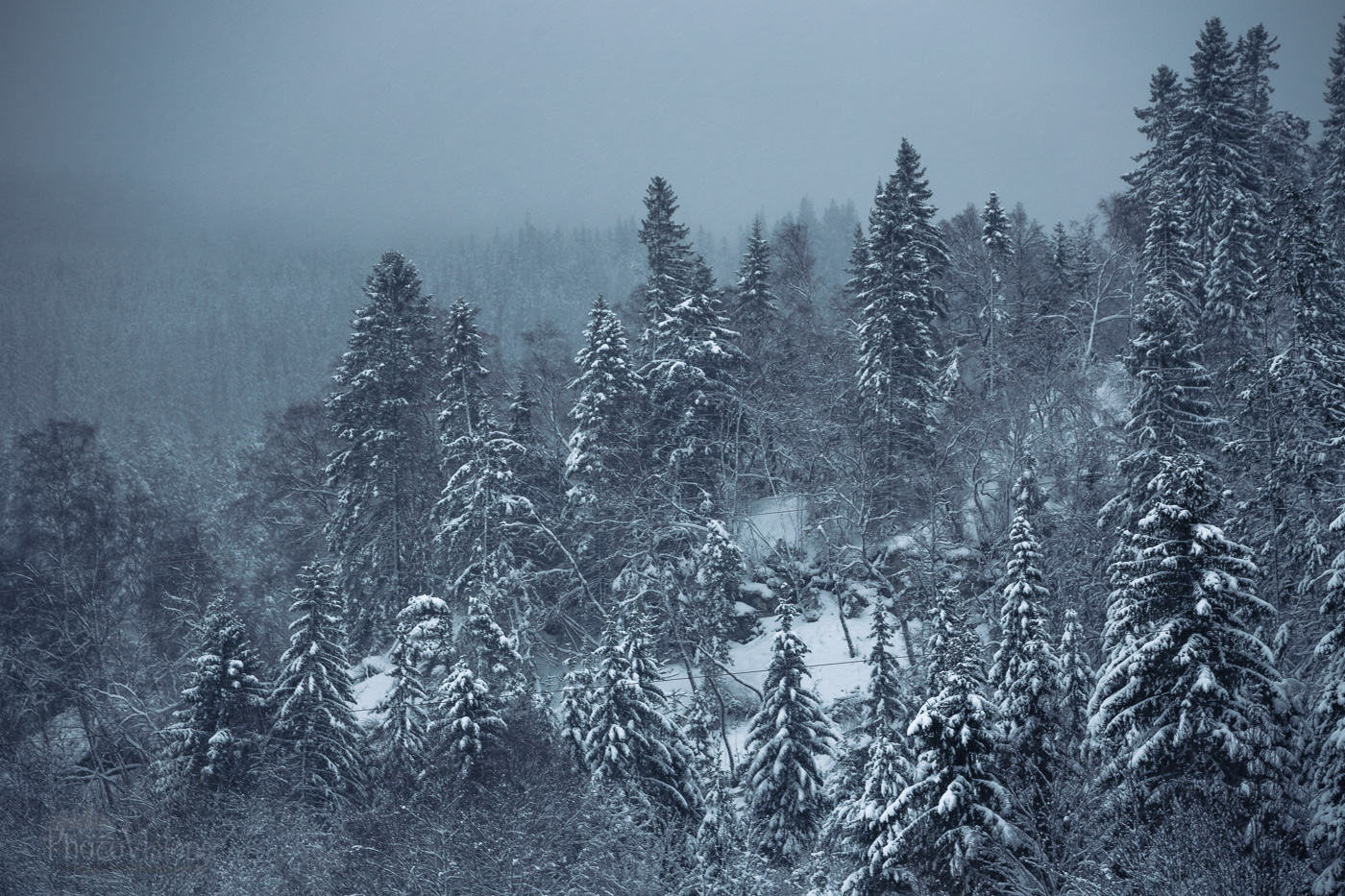 _MG_1616-1-2.jpg