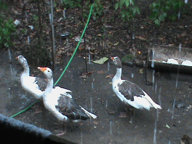 DSC00574.JPG