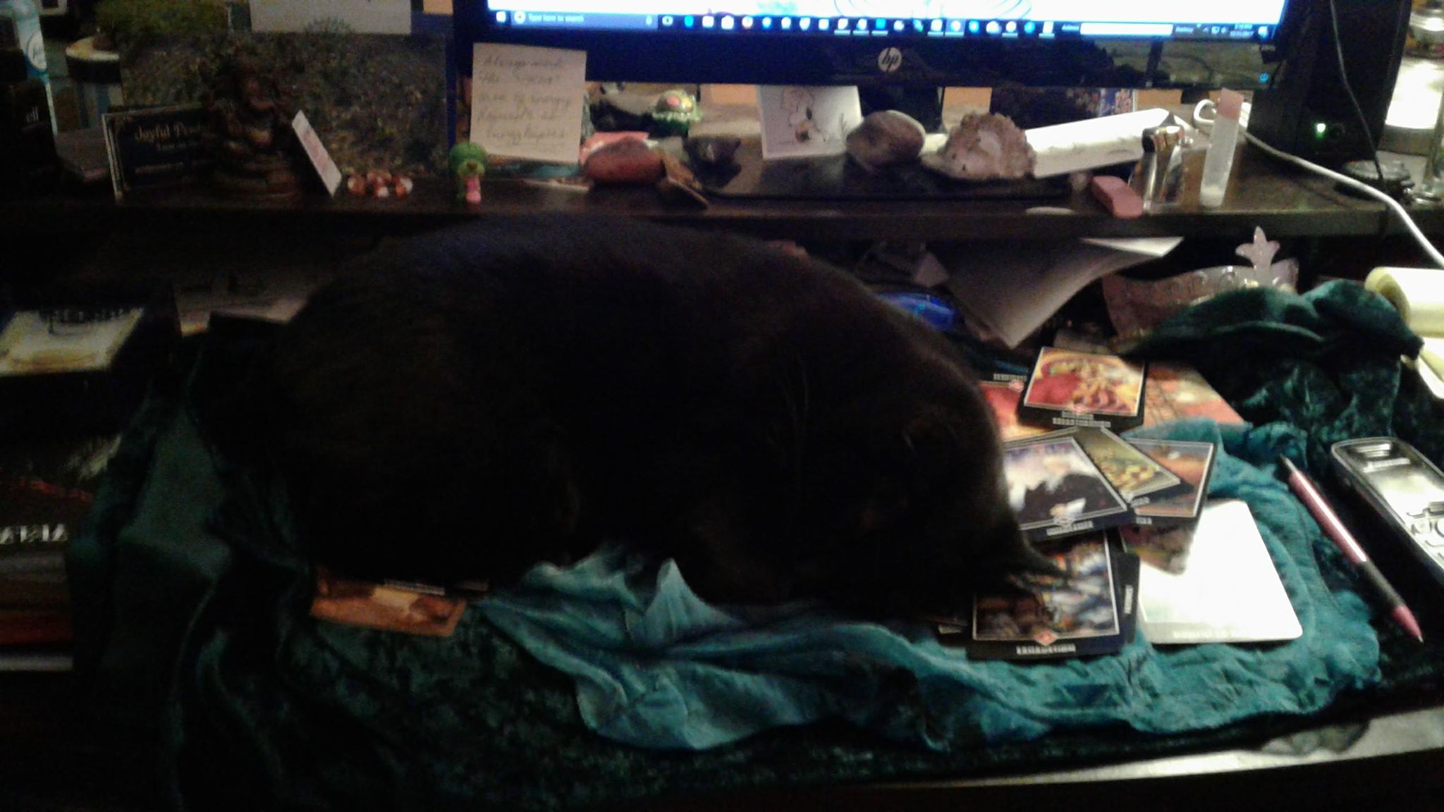 CC0135-TarotCat.jpg