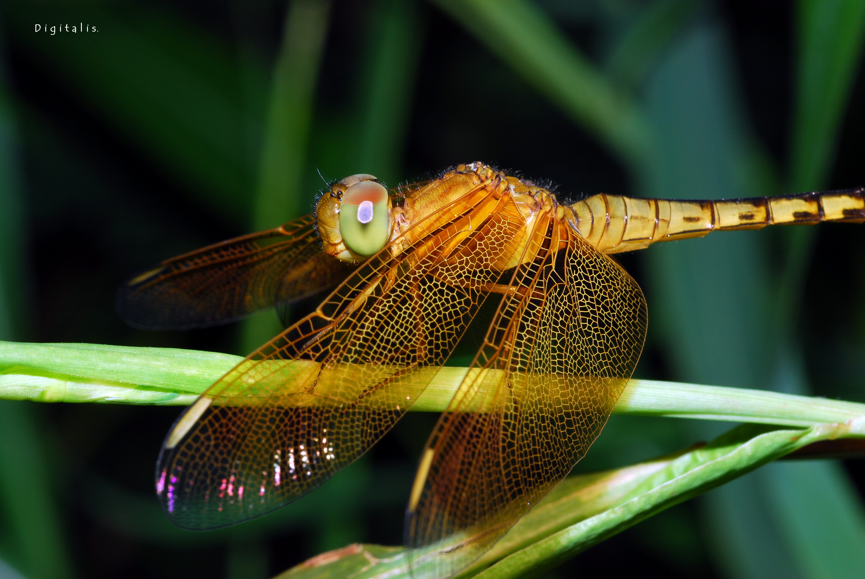 DSC_5074.JPG