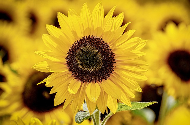 sunflowers-3790834_640.jpg