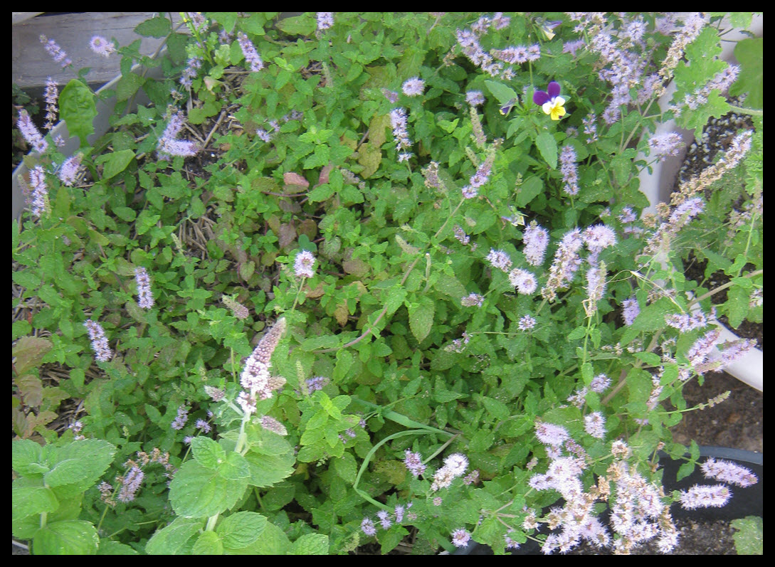 pot of strawberry mint in bloom.JPG