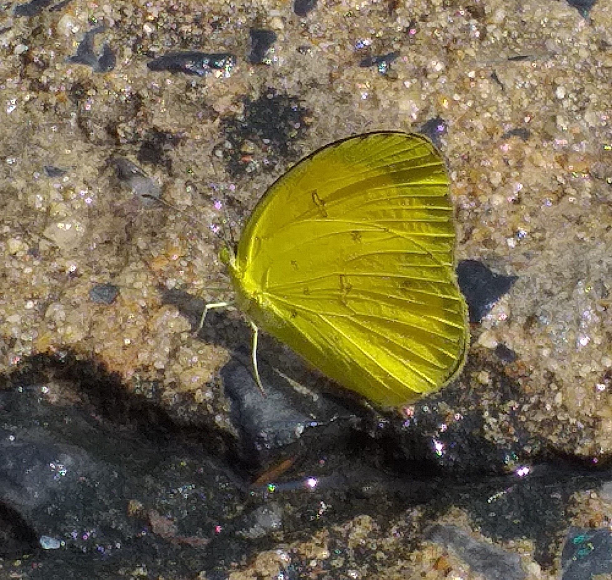 butterfly13 (3).jpg