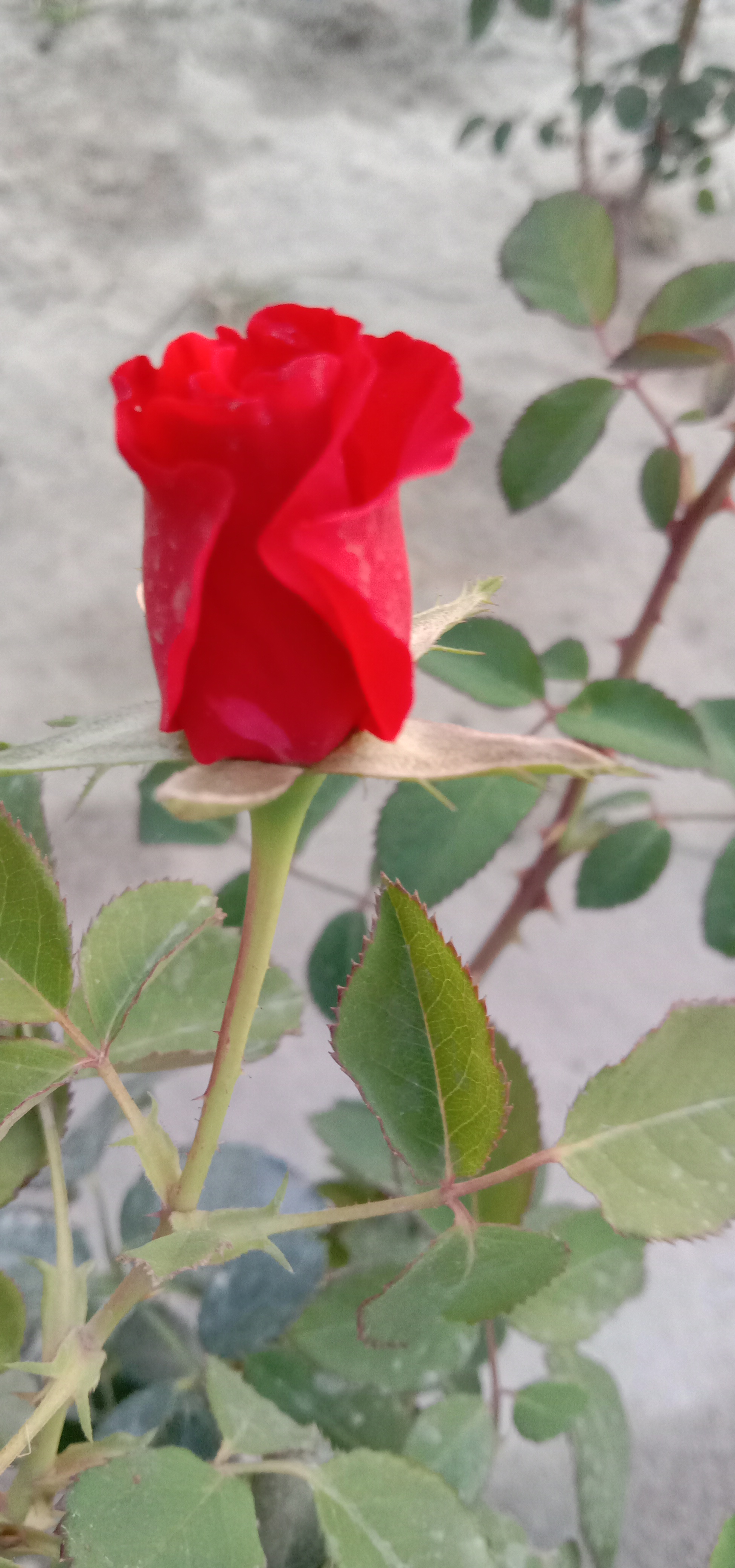 IMG_20210407_182209.jpg