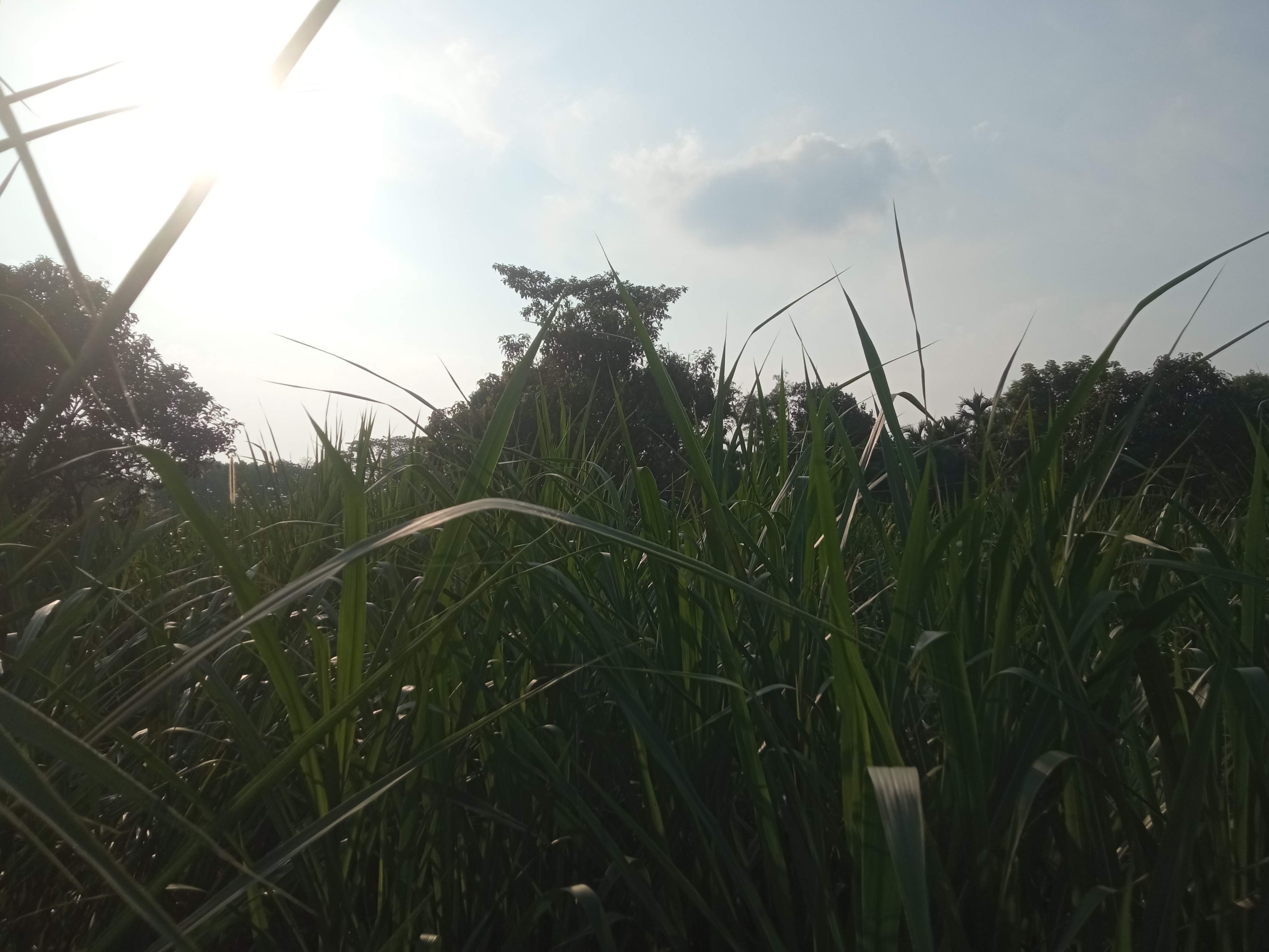 নেচার (3).jpg