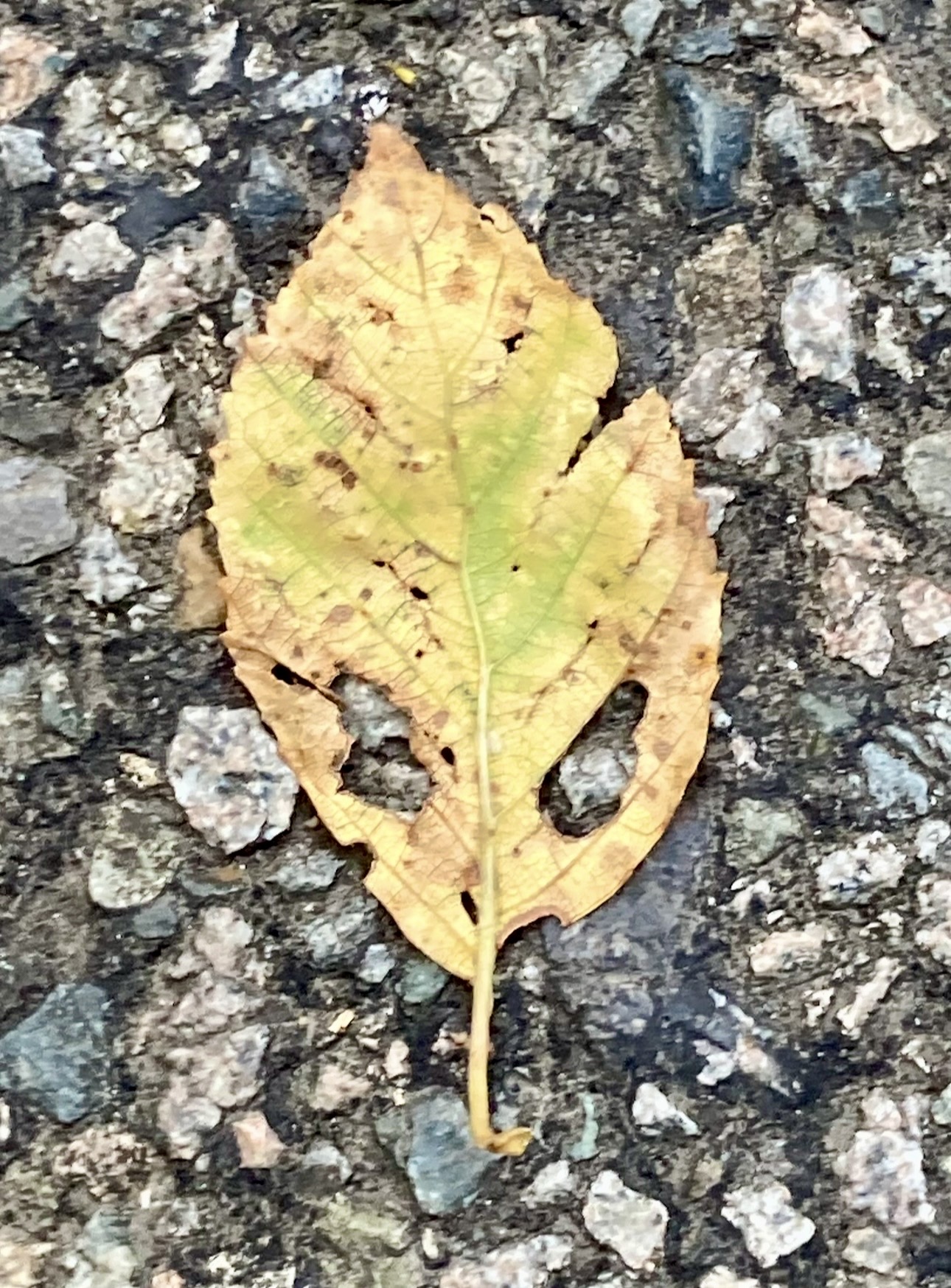 IMG_9005.jpg