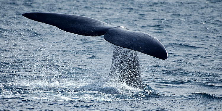 Whale Tail Booty