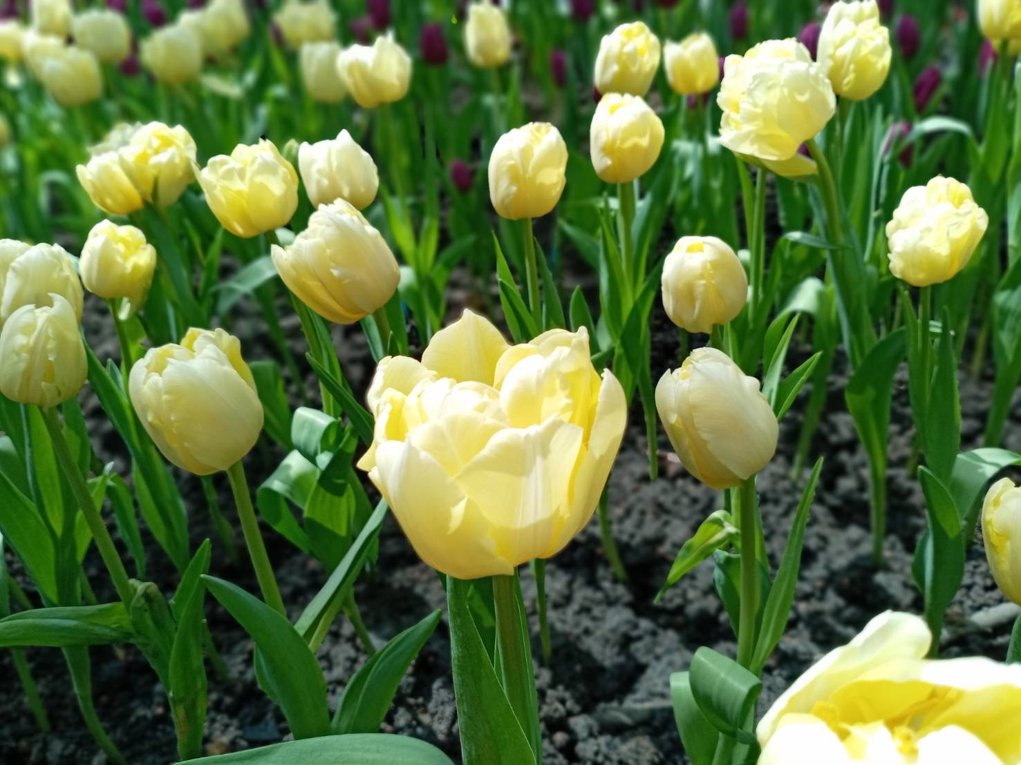 Tulips14.jpg