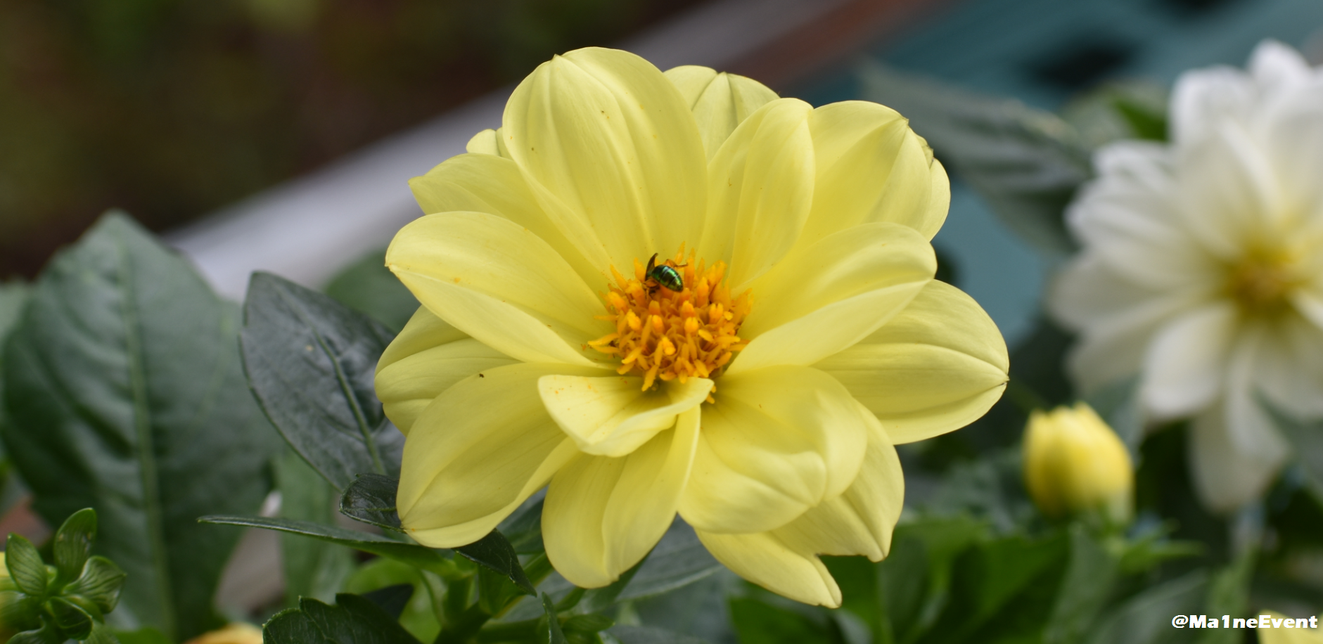 bugflower.png