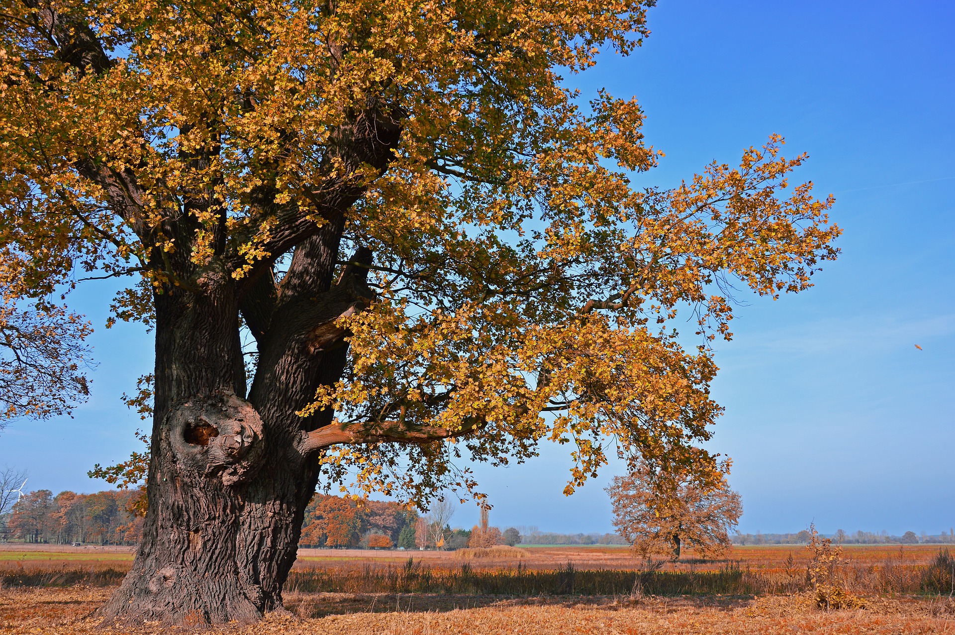 oak-3810598_1920.jpg