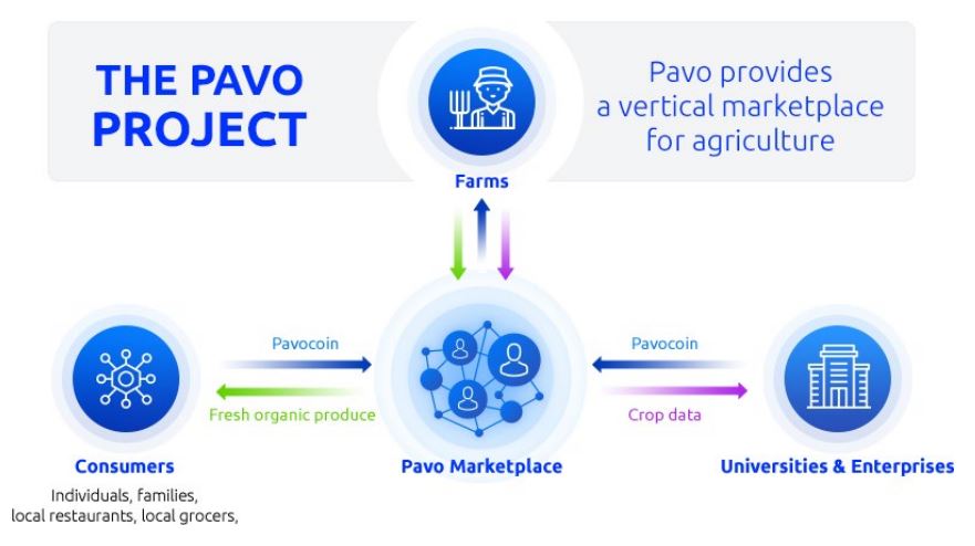 pavo1.JPG
