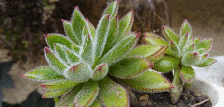 echeveria-pulvinata-3.gif