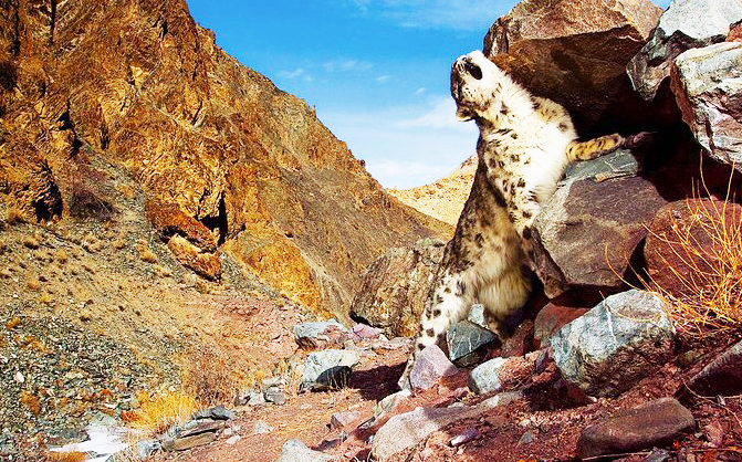 A-snow-leopard-in-Chitral-Gol-national-park.jpg