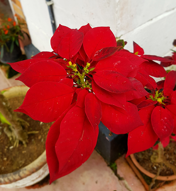 SH Flowers06.jpg
