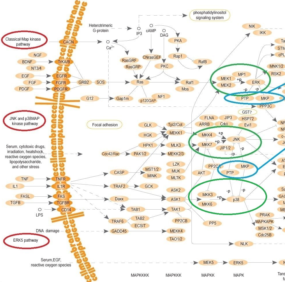 MAPK_pathways_3.png