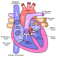 184px-Diagram_of_the_human_heart_(cropped).svg.png