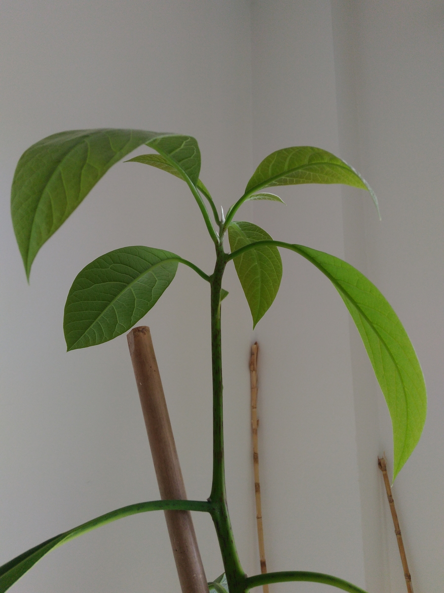 Awokado-Aguacate (1).jpg