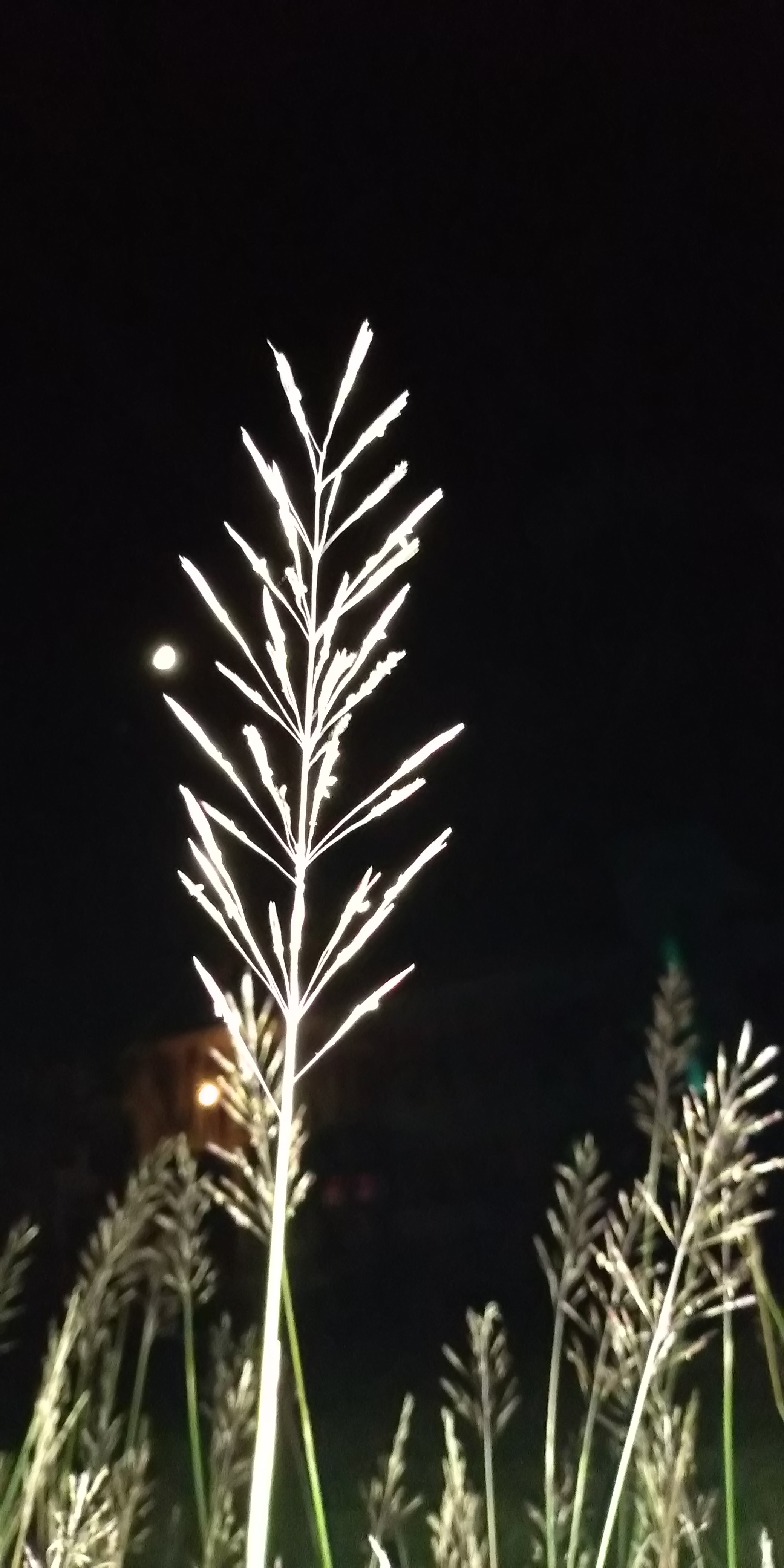 IMG_20180817_204424.jpg