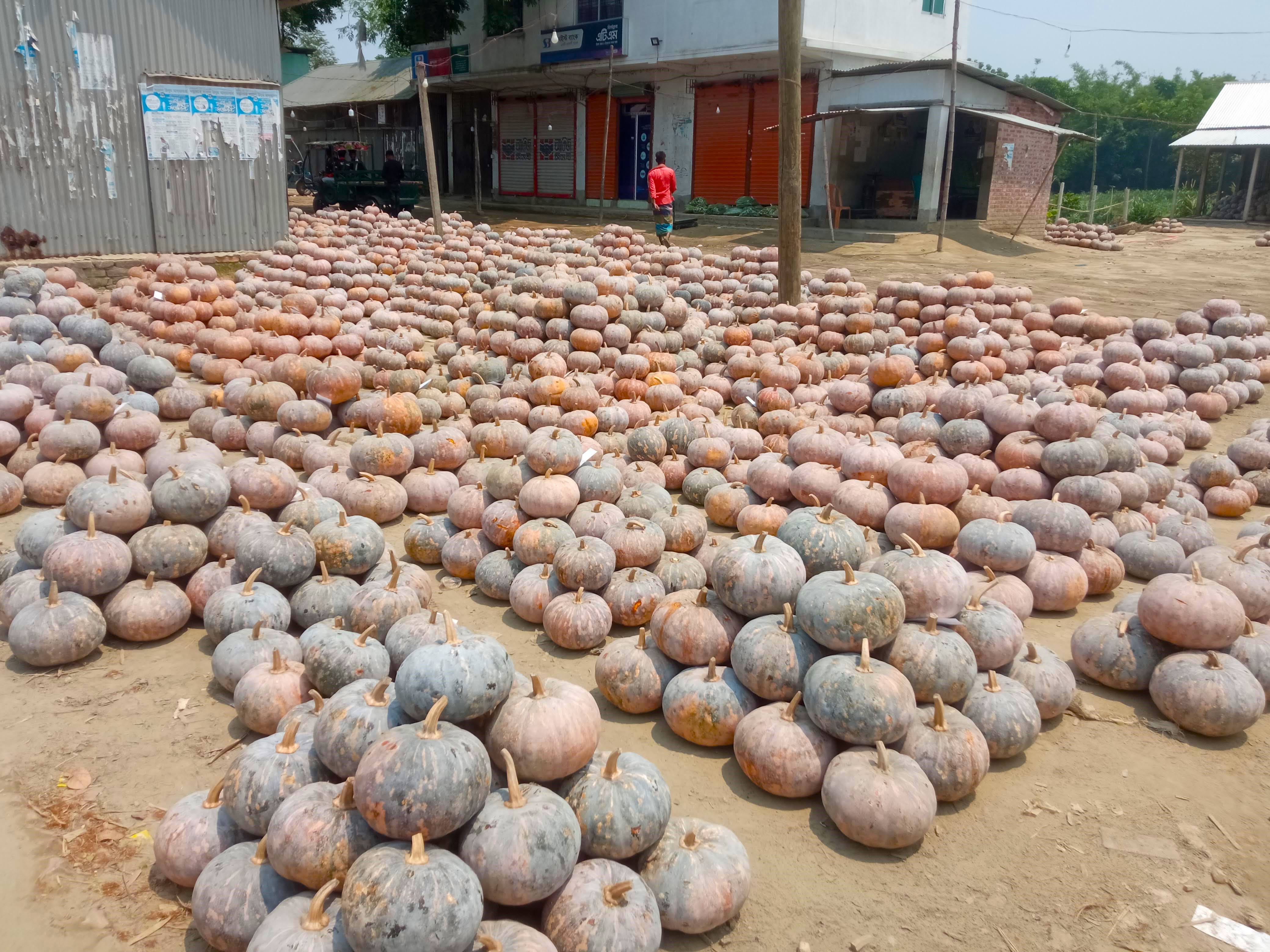 কুমড়া (3).jpg