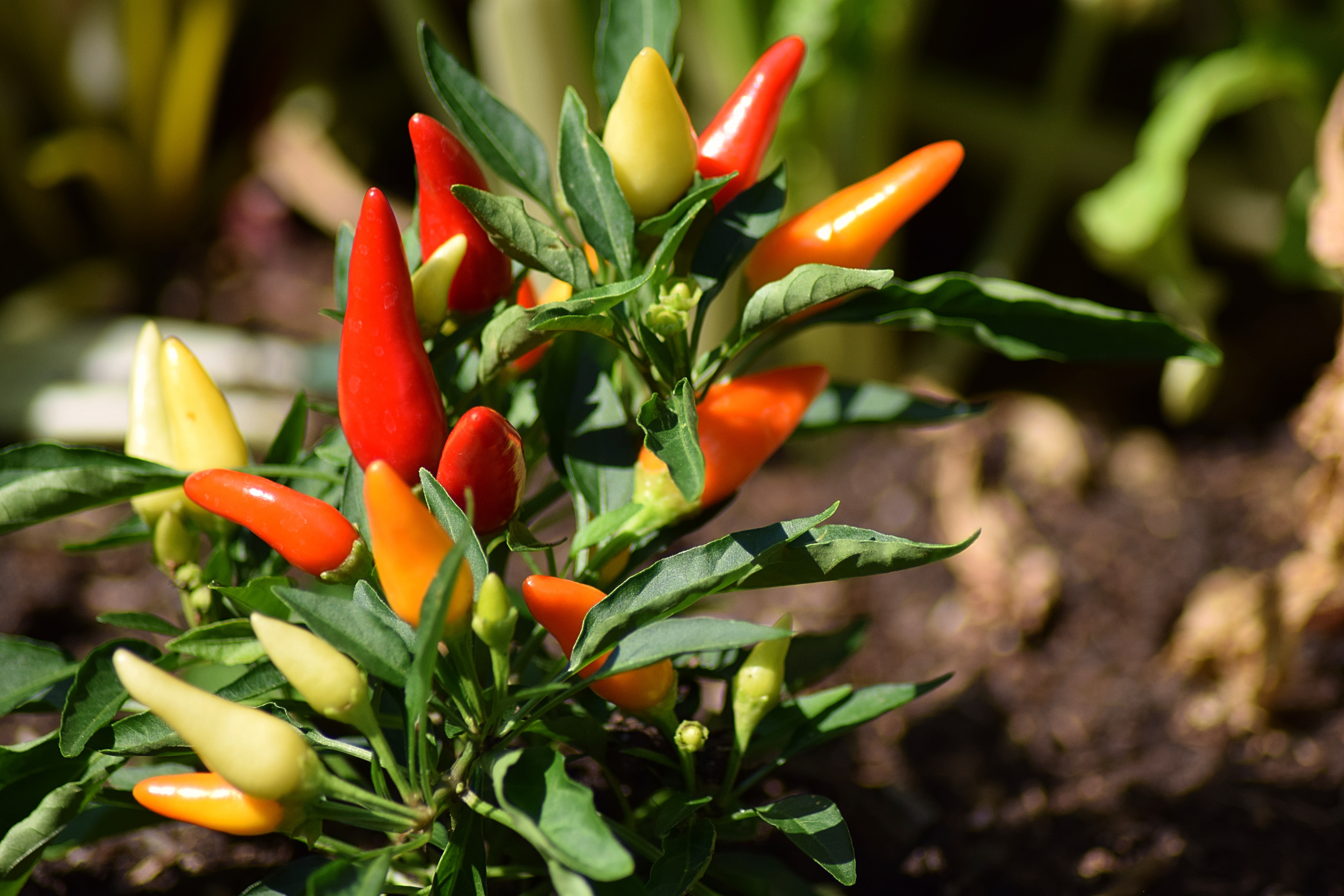 hanslinde-chili-pepper-1783761.jpg