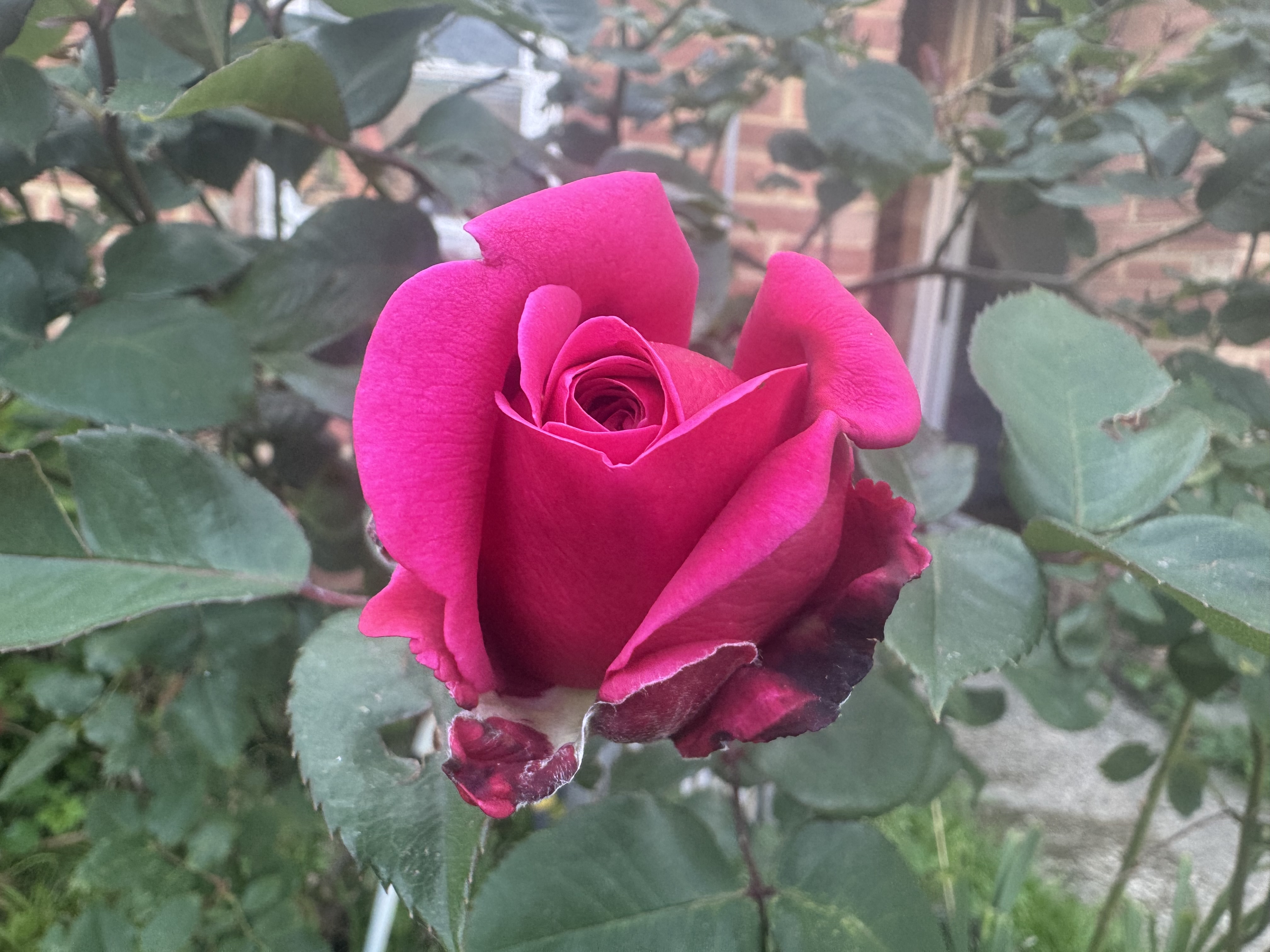 IMG_3168.jpeg