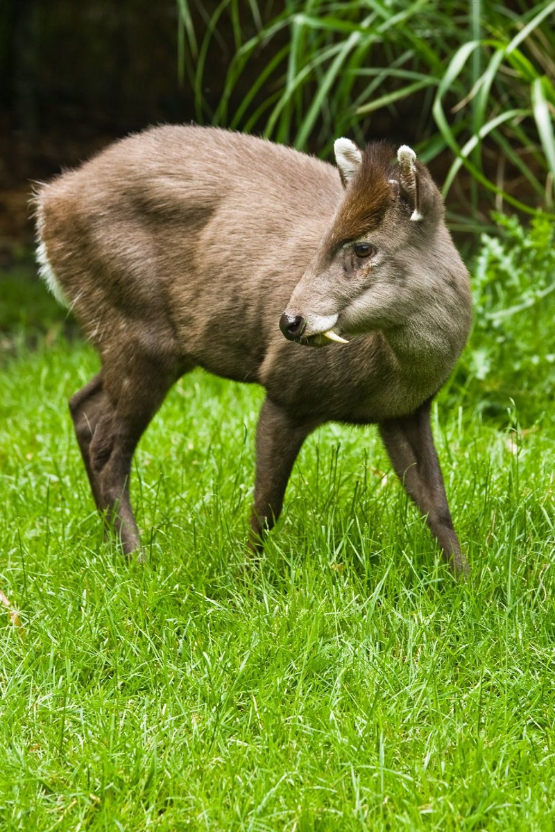 Tufted deer.jpg