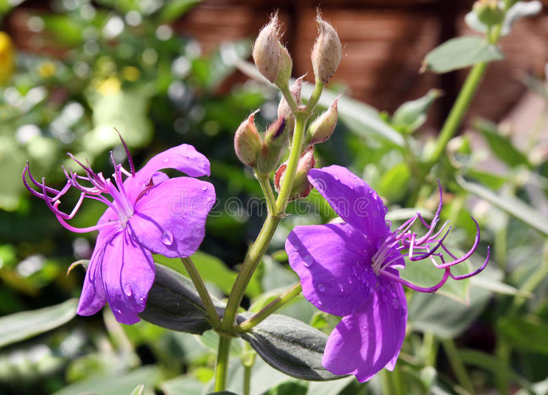 tibouchina-urvilleana-lasiandra-semidecandra-lilac-garden-tropical-flower-laziandra-51488440.jpg