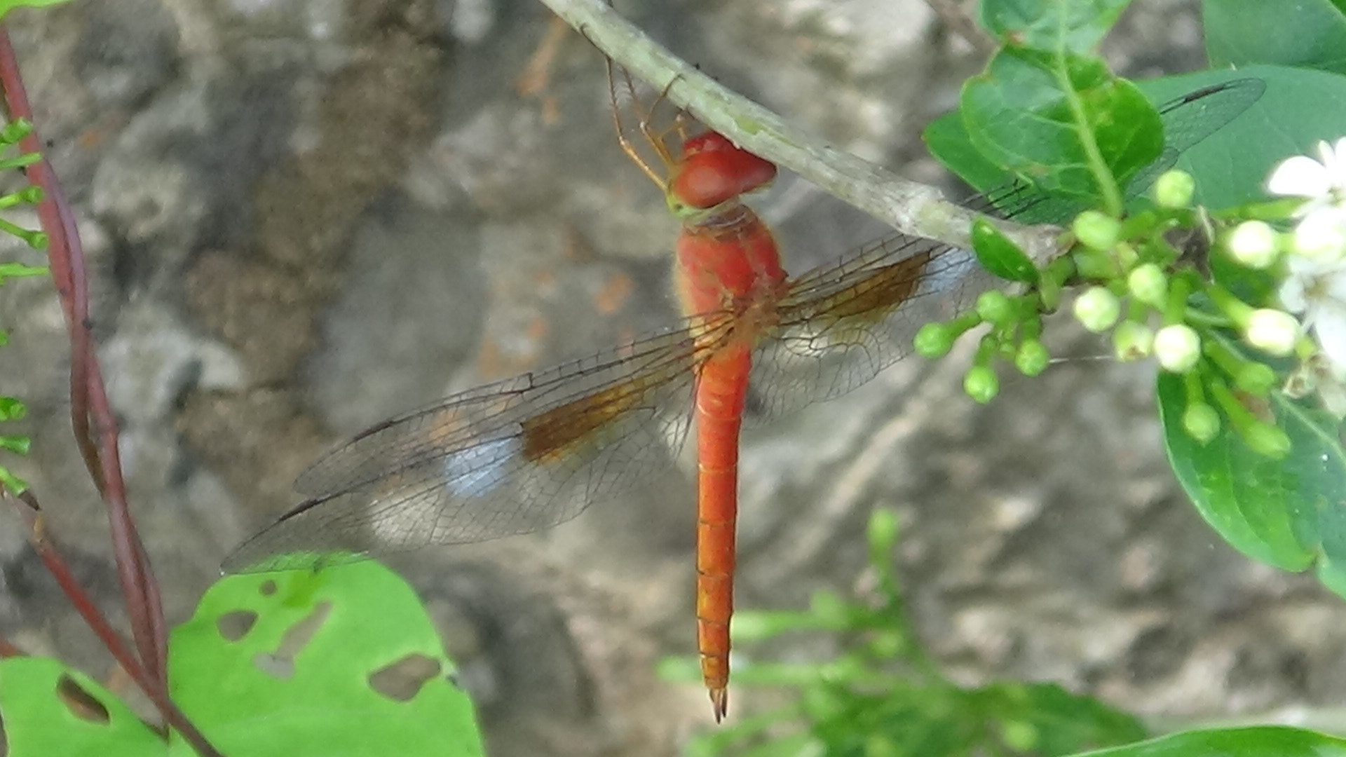 DSC00944.JPG