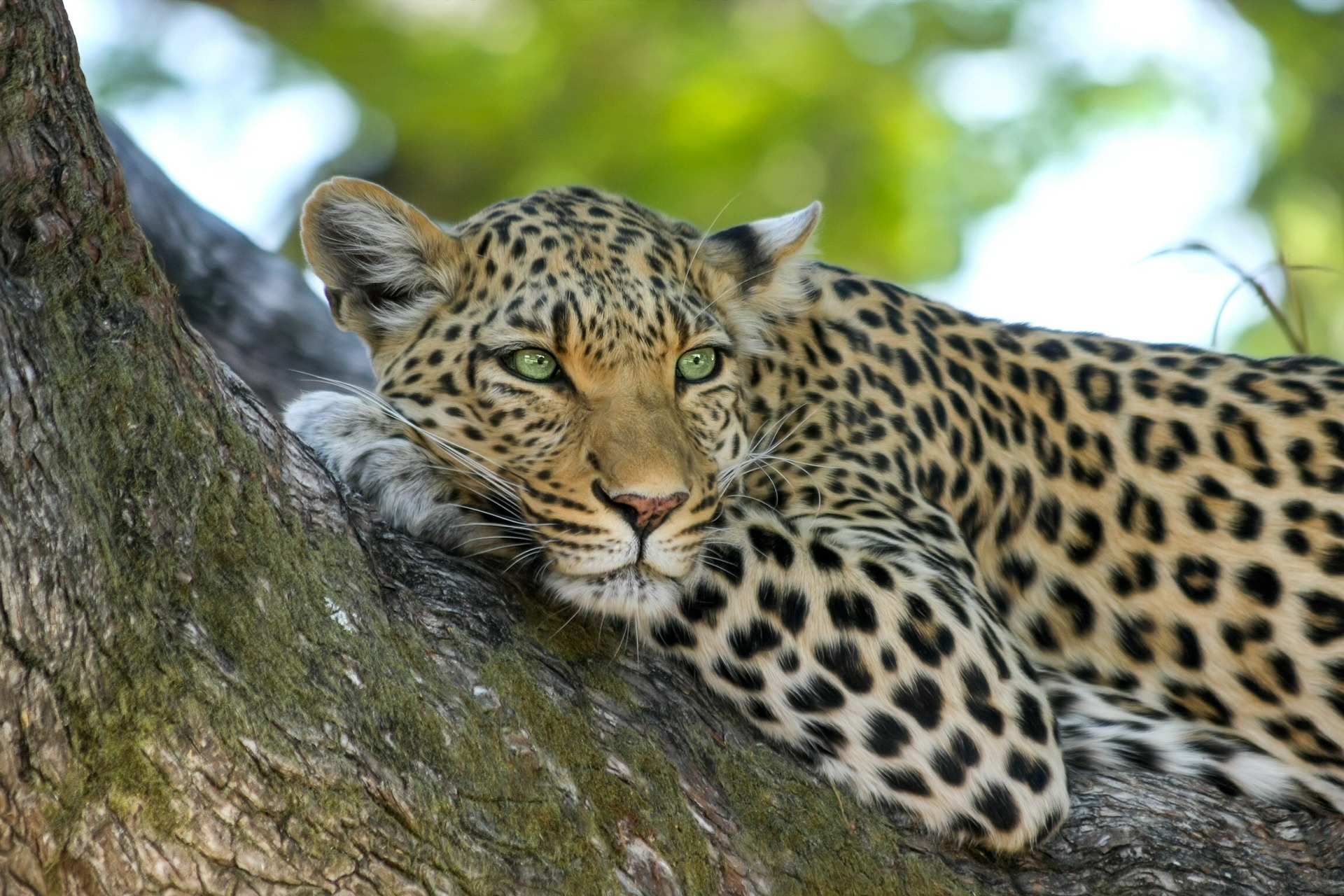 leopard-515509_1920.jpg