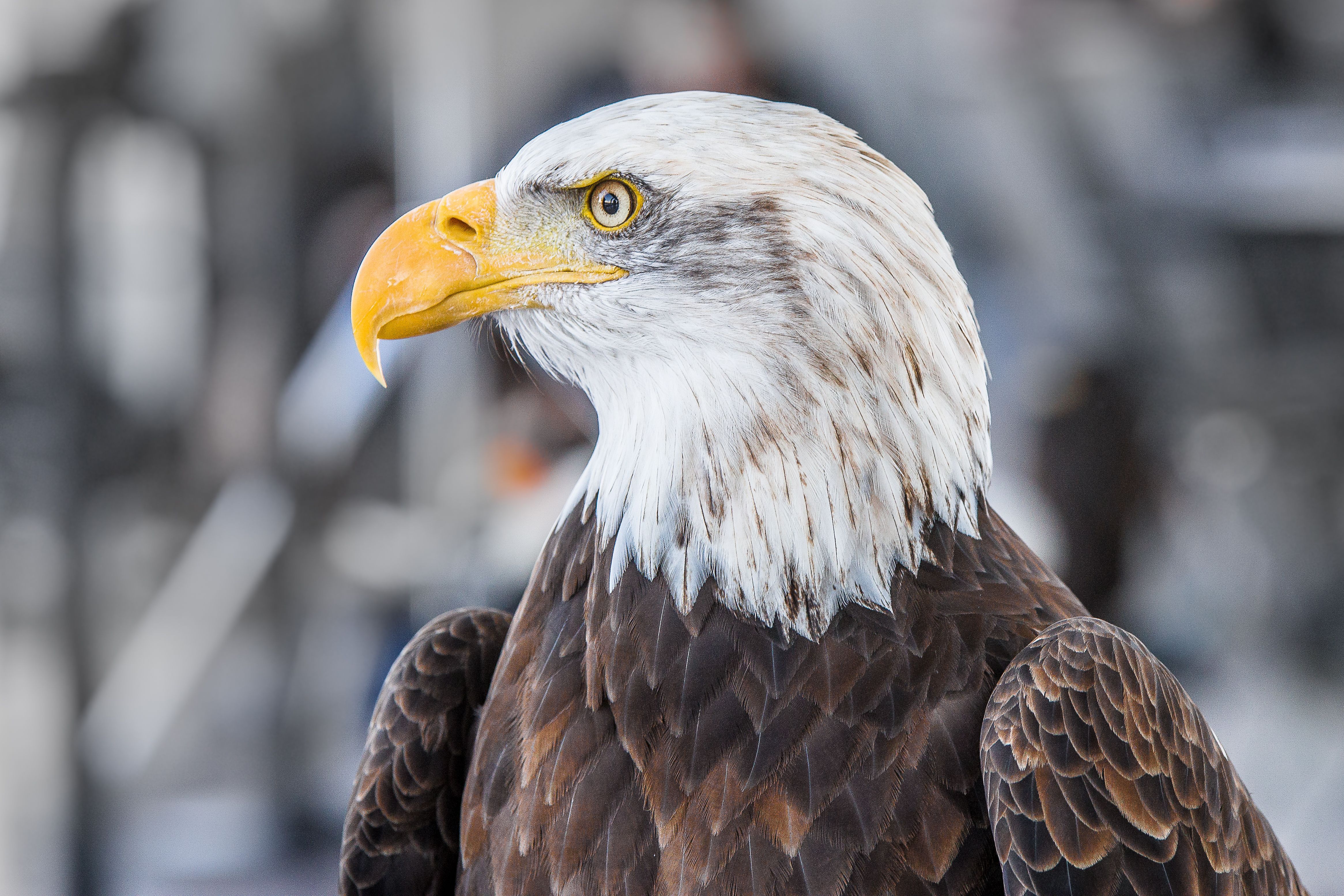 Bald-American-Eagle.jpg