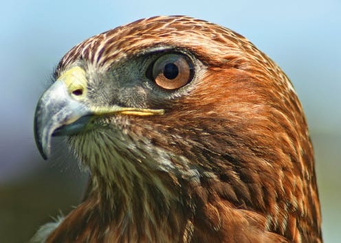hawk-eye