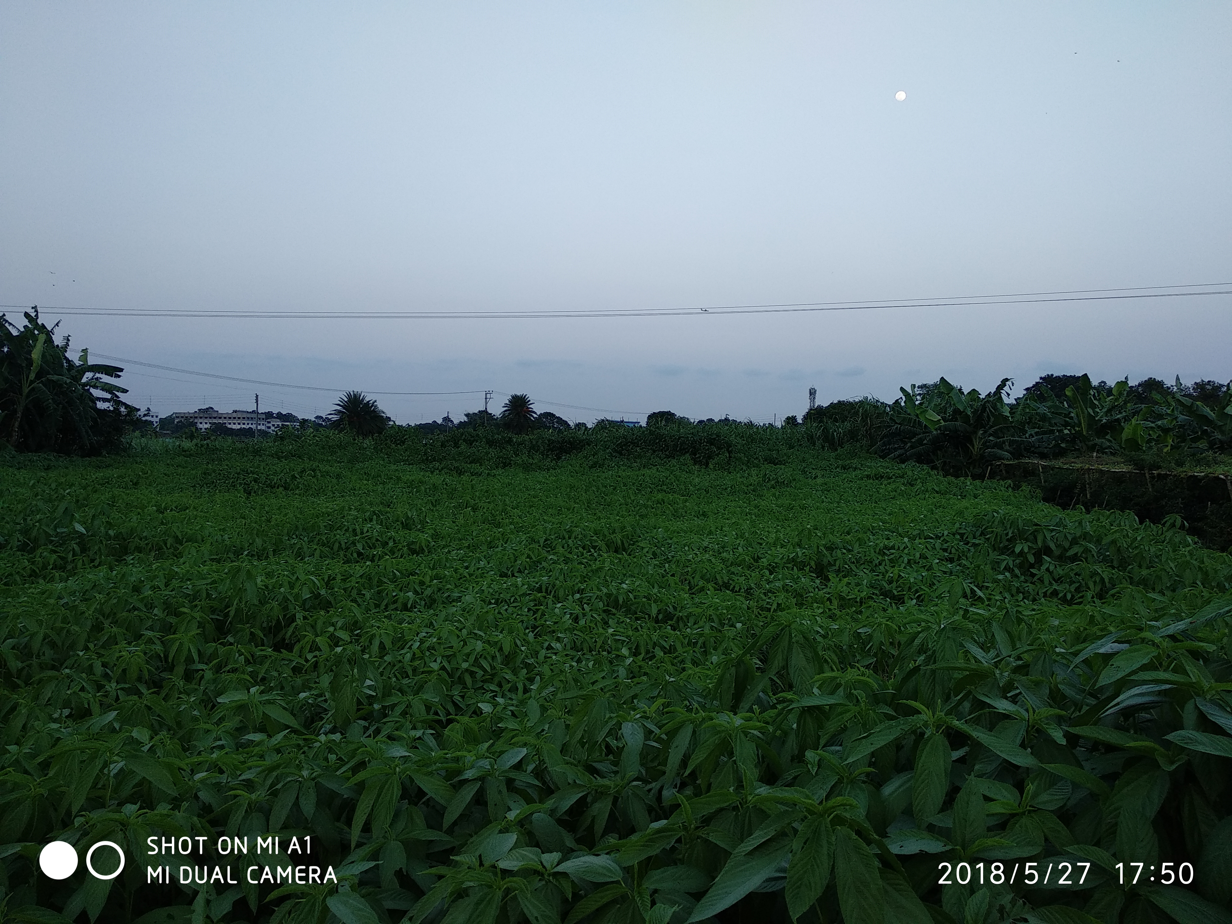 IMG_20180527_175046.jpg