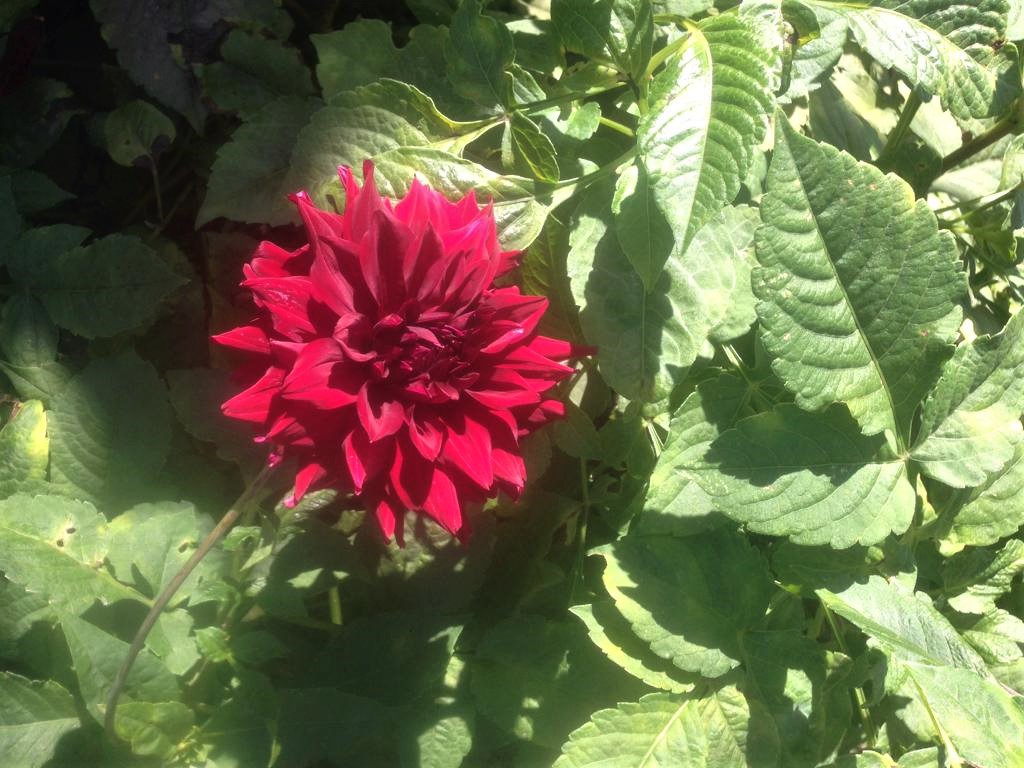 WhatsApp Image 2019-12-16 at 7.19.11 AM (1).jpeg