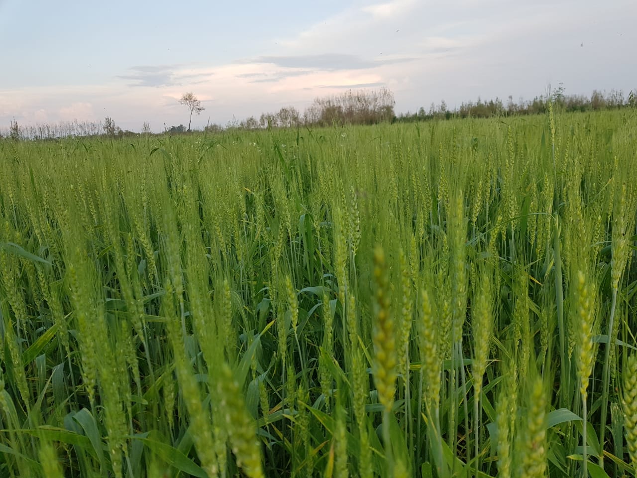 farm photos (2).jpeg