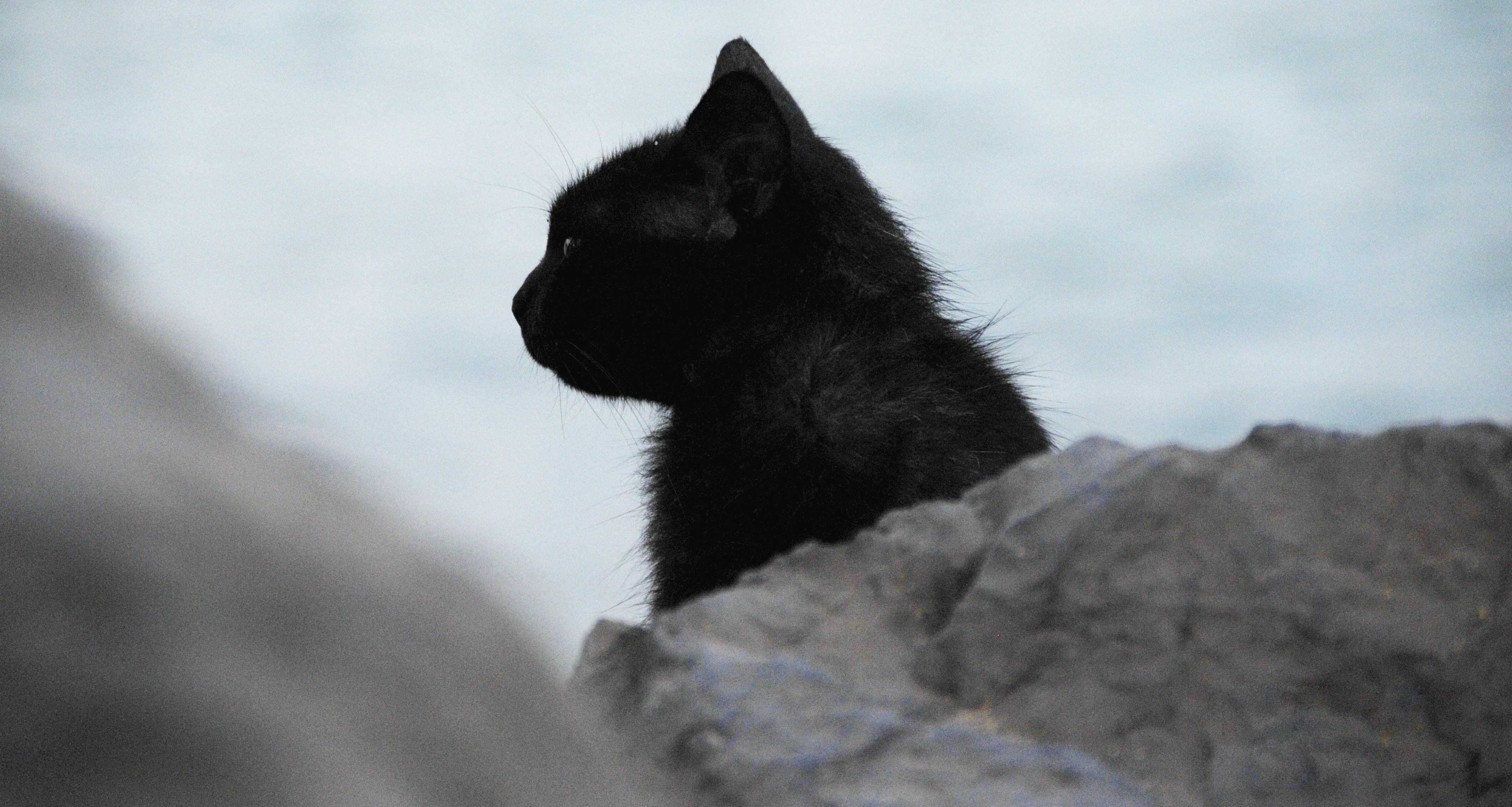 black cat.jpg