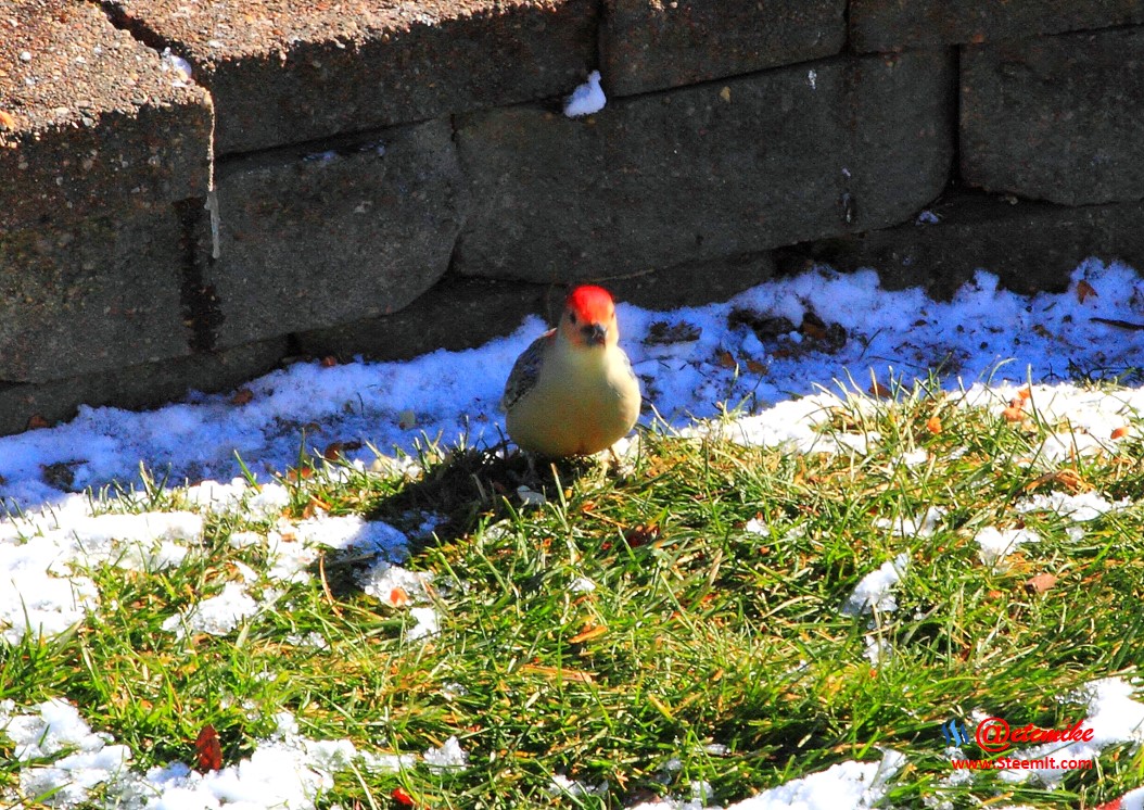 Red-bellied Woodpecker PFW02_0143.JPG