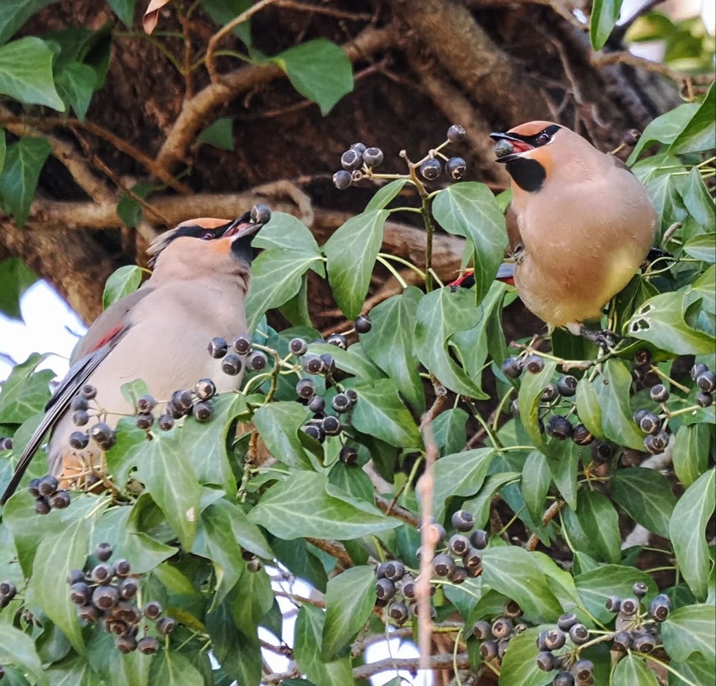 IMG_20260318_220802.jpg