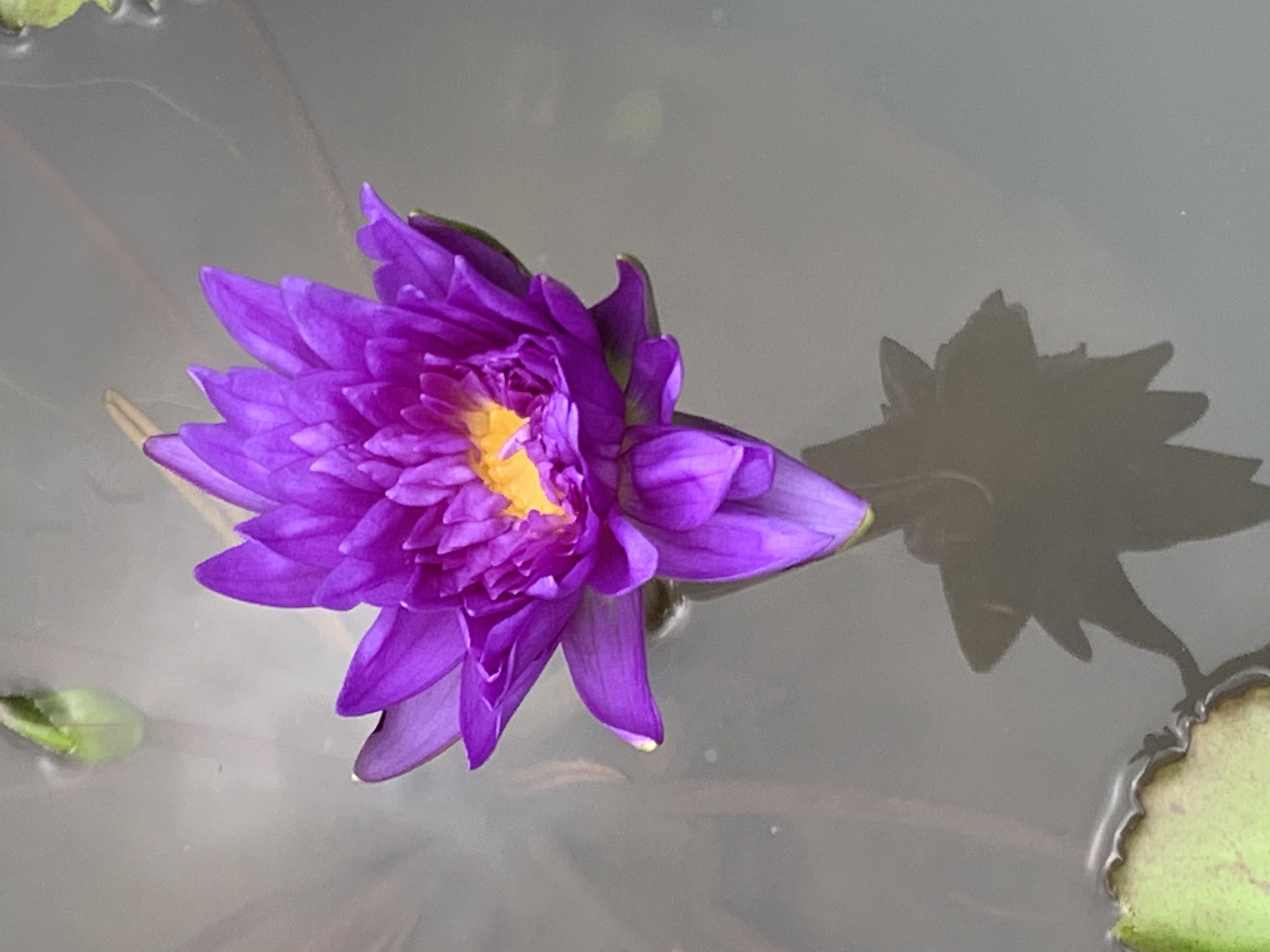 lotus_flowers2.jpg