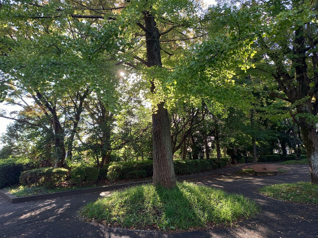 公園の木とベンチ