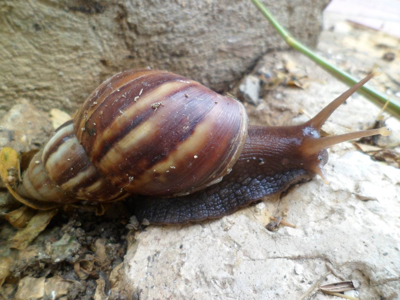 Imagen de Caracol.jpg