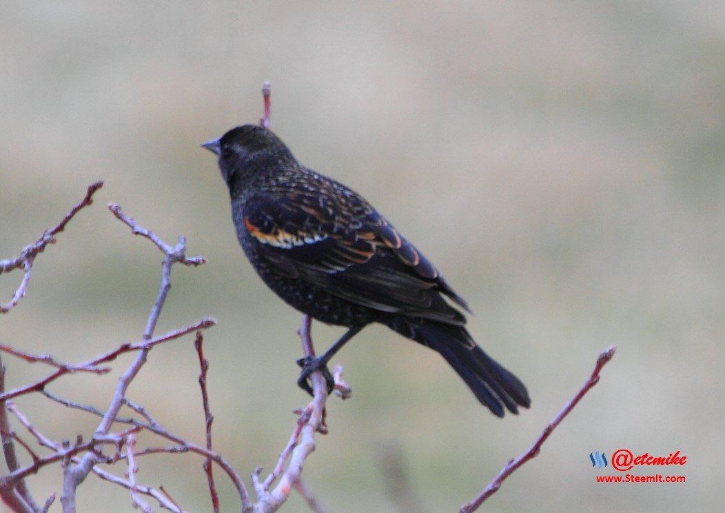 Red-Wing Blackbird PFW20-0054.JPG