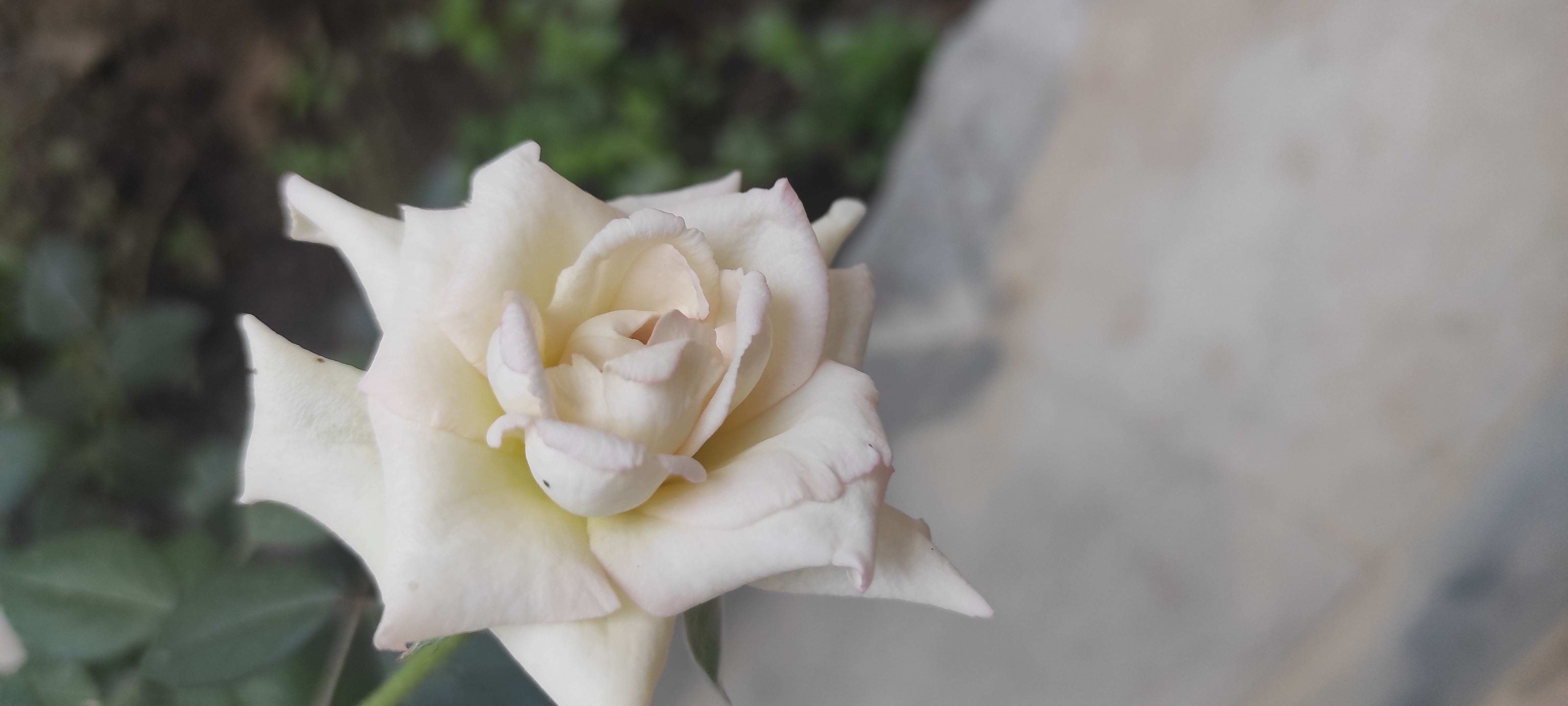 IMG_20210522_170544.jpg