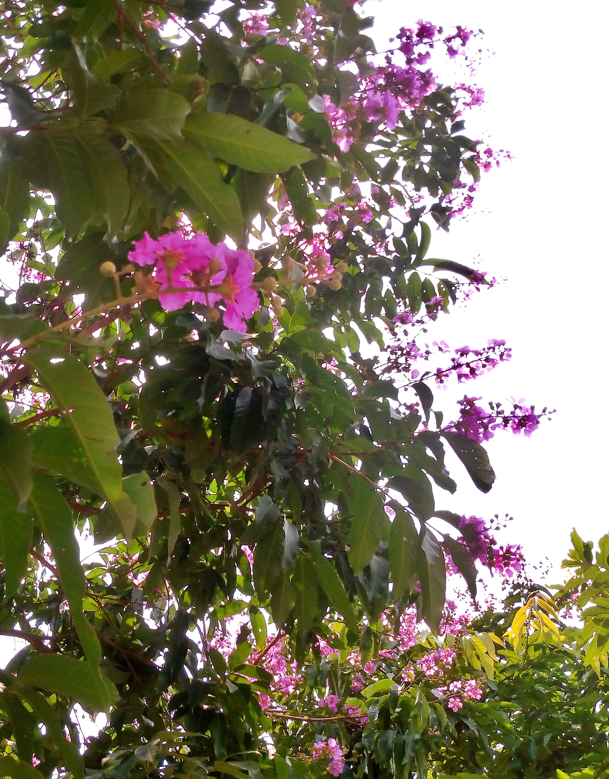 IMG_20160506_124311-01.jpeg