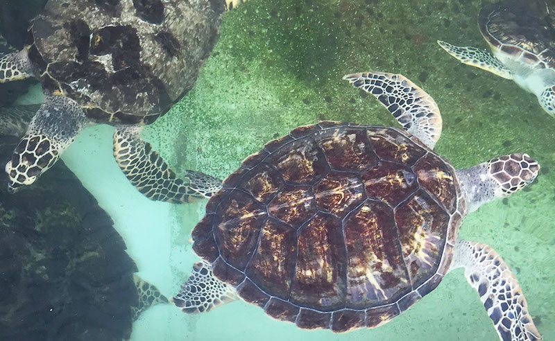 Turtles.jpg